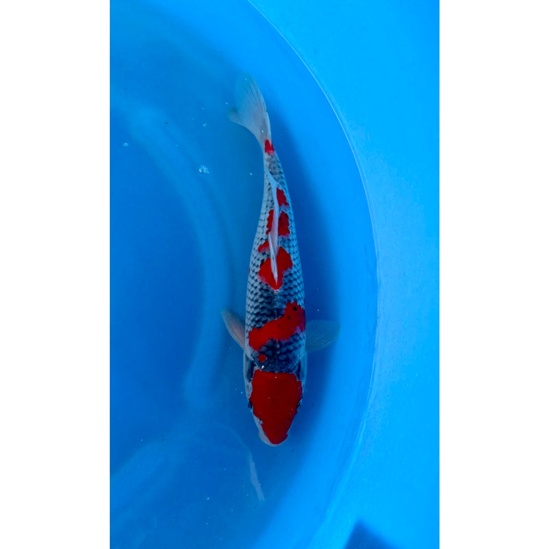 Goshiki koi (KOI-7261486) - KOI Center Venlo, Koi bij Vijvercentrum