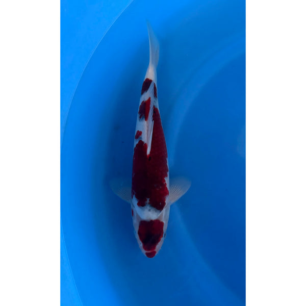 Budo Goromo koi (KOI-7261487) - KOI Center Venlo