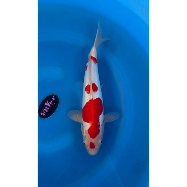 Koi (KOI-7261571) - KOI Center Venlo