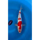 Maruten Doitsu Kohaku (37-40cm)