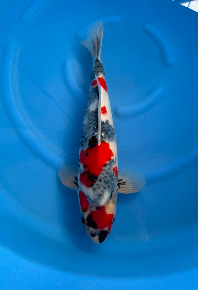 Kase - Nisai - Showa - KOI-7261608, Koi bij Vijvercentrum
