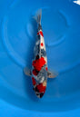 Showa (33-36cm)