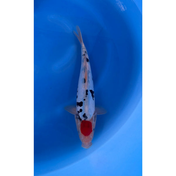 Doitsu Tancho koi (KOI-7261635) - KOI Center Venlo