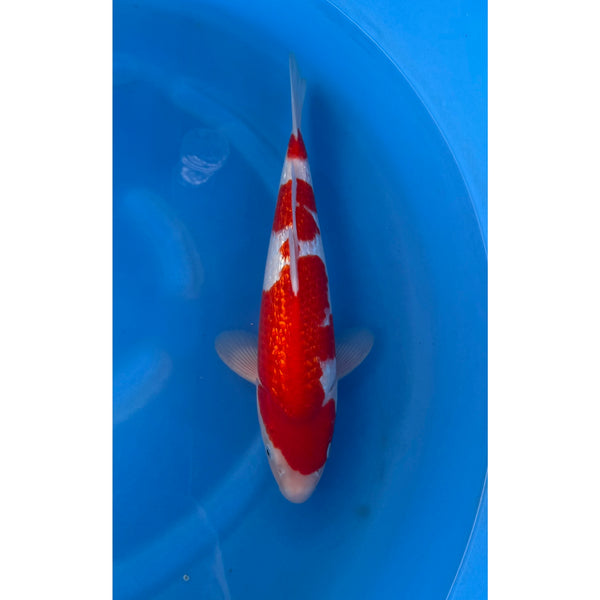 Koi (KOI-7261656) - KOI Center Venlo