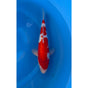 Ginrin Kohaku (37-40cm)