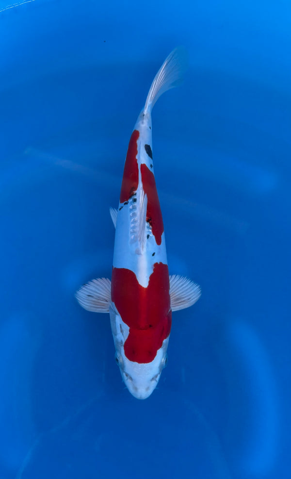 Kase - Nisai - Yamatonishiki - KOI-7261699