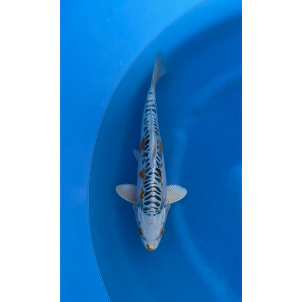 Koi (KOI-7261702) - KOI Center Venlo