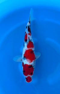 Showa (33-36cm)