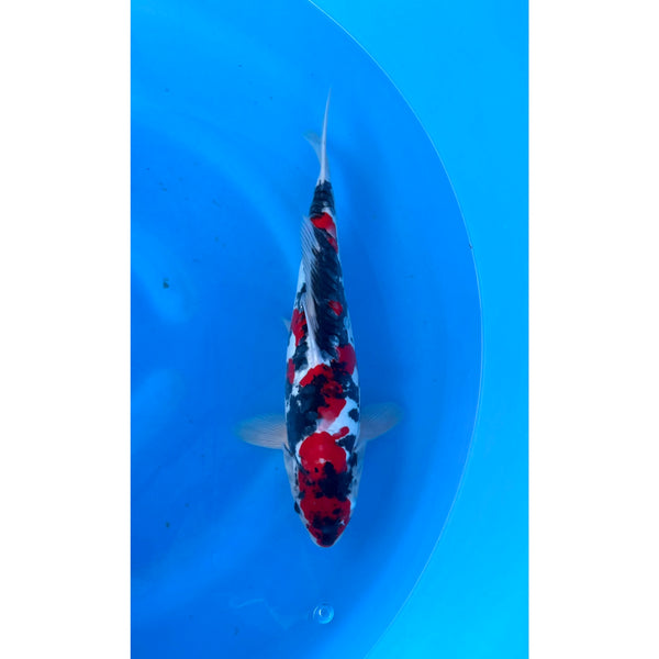 Doitsu Showa koi (KOI-7261716) - KOI Center Venlo