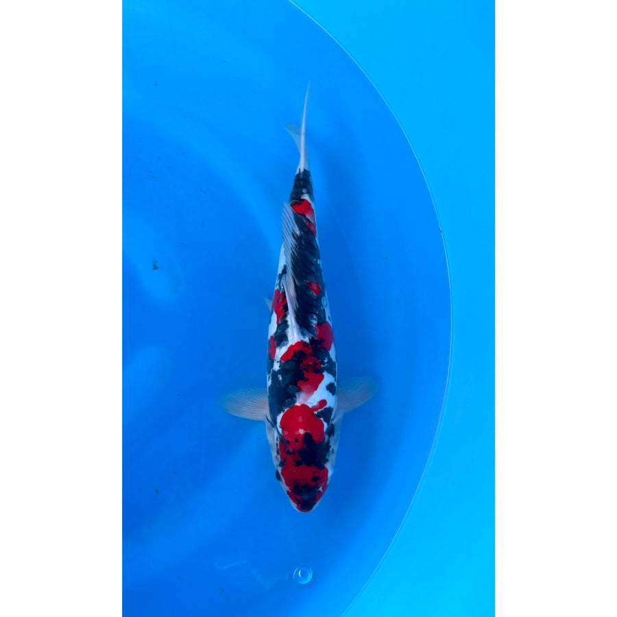 Doitsu Showa koi (KOI-7261716) - KOI Center Venlo
