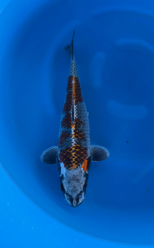 Kase - Nisai - Doitsu Kogane Ochiba - KOI-7261739