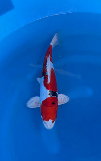 Yamatonishiki (33-36cm)