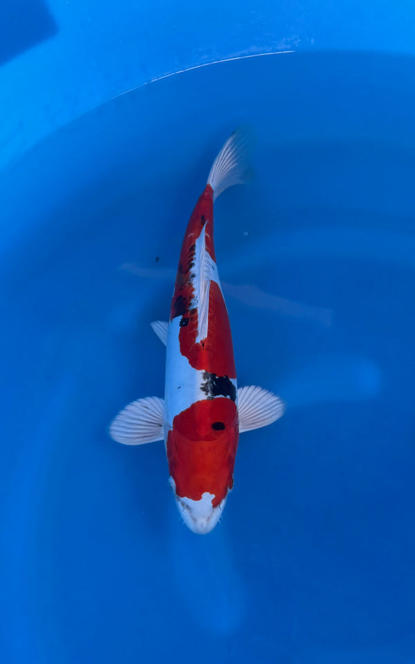 Kase - Nisai - Yamatonishiki - KOI-7261777