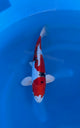 Yamatonishiki (33-36cm)