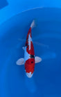Yamatonishiki (33-36cm)