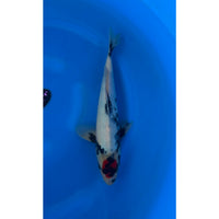 Tancho Showa (35-38cm)