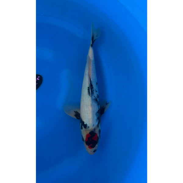 Koi (KOI-7261800) - KOI Center Venlo