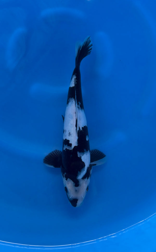 Kase - Nisai - Shiro Utsuri - KOI-7261814