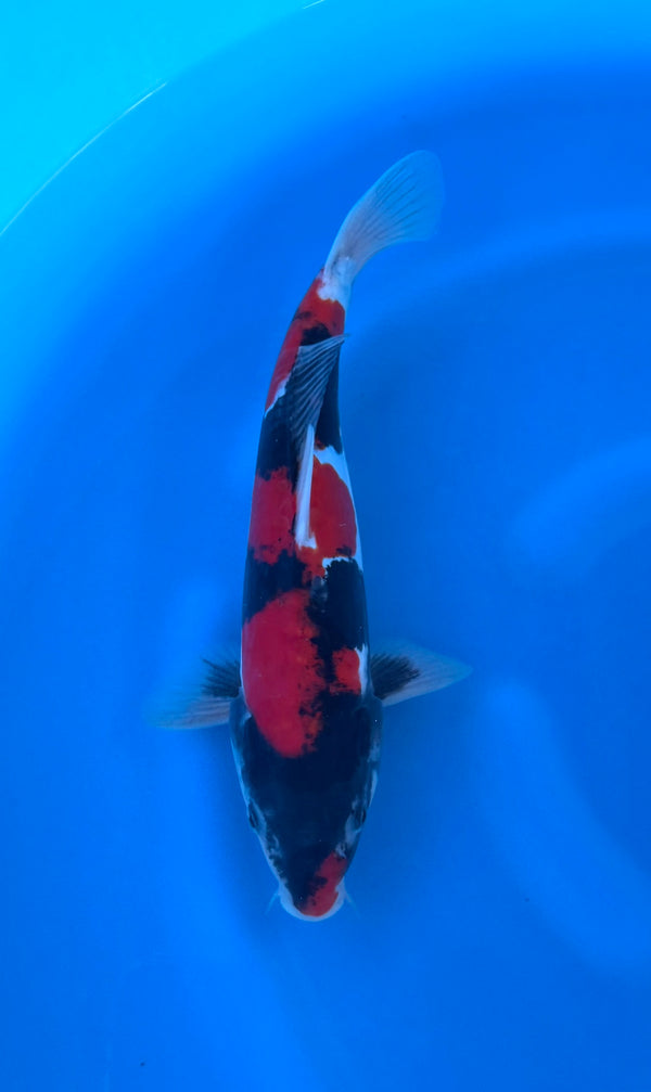 Kase - Nisai - Doitsu Showa - KOI-7261816