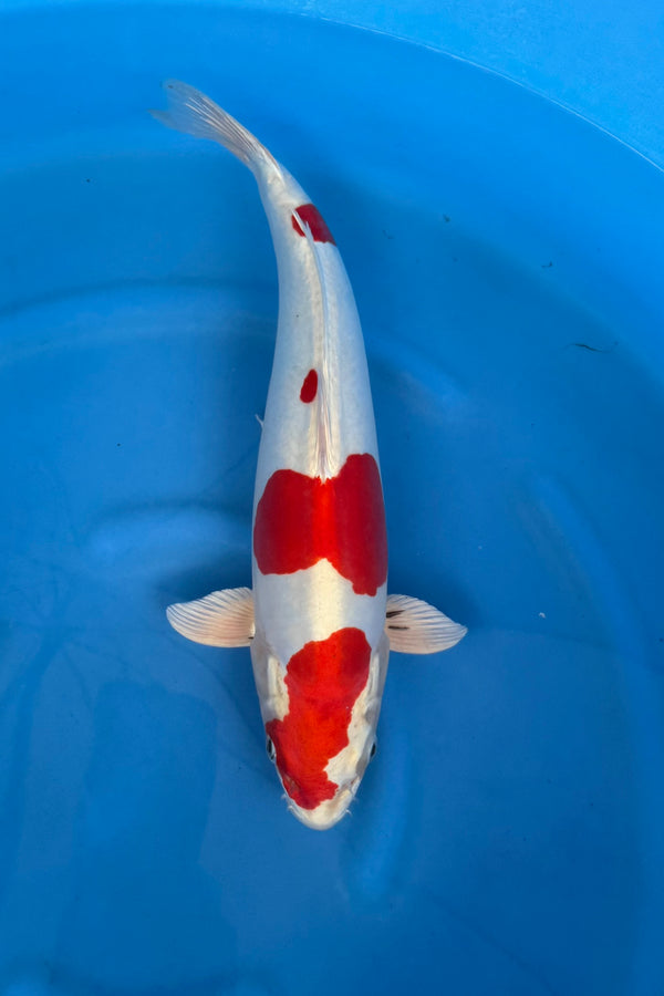 Kase - Nisai - Kikusui - KOI-7261837