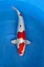 Kikusui (33-36cm)