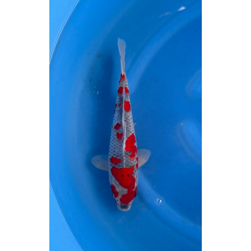 Goshiki koi (KOI-7261904) - KOI Center Venlo, Koi bij Vijvercentrum