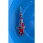 Goshiki (34-38cm)