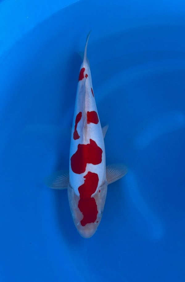 Kase - Nisai - Doitsu Kohaku - KOI-7261925