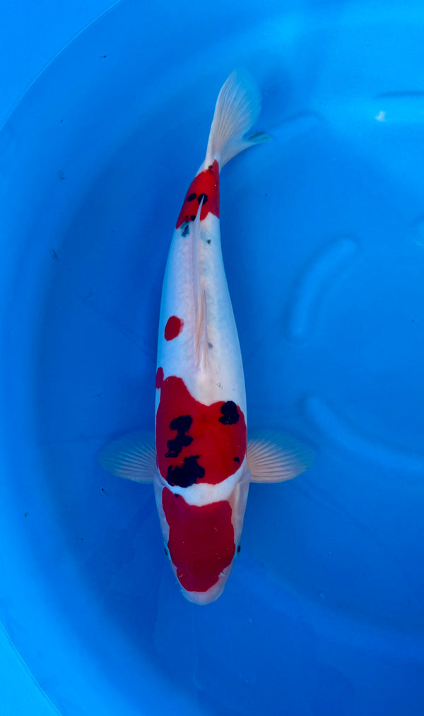 Kase - Nisai - Doitsu Sanke - KOI-7261930