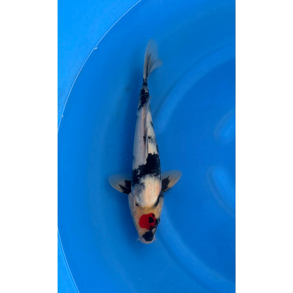 Koi (KOI-7262015) - KOI Center Venlo