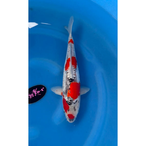 Doitsu Goshiki koi (KOI-7262032) - KOI Center Venlo