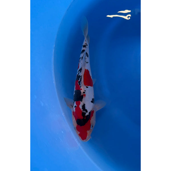 Doitsu Sanke koi (KOI-7262040) - KOI Center Venlo