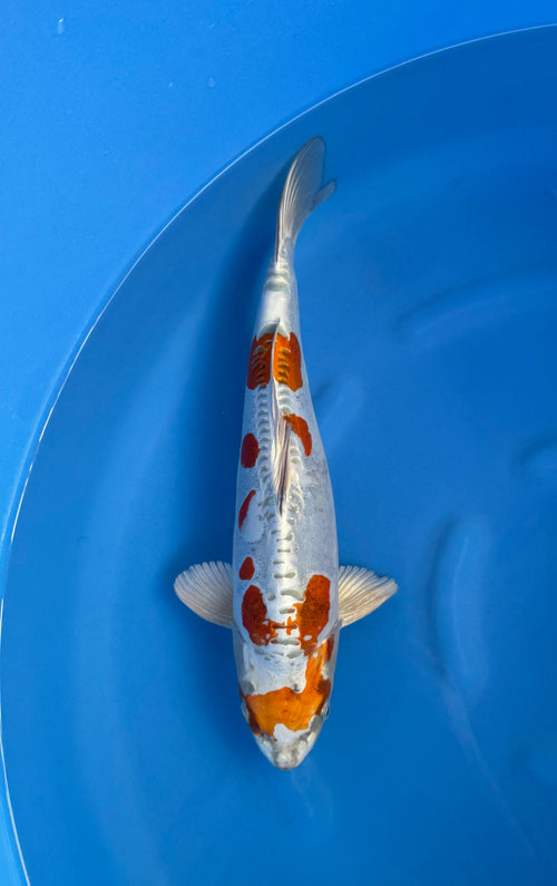 Doitsu Kogane Ochiba (33-36cm)