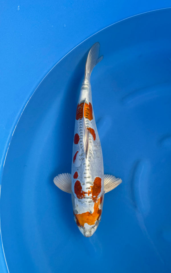 Kase - Nisai - Doitsu Kogane Ochiba - KOI-7262041