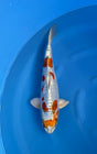 Doitsu Kogane Ochiba (33-36cm)