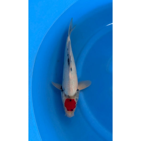 Koi (KOI-7262107) - KOI Center Venlo