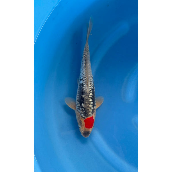 Koi (KOI-7262119) - KOI Center Venlo