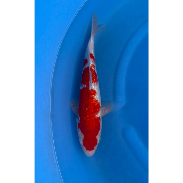 Ginrin Kohaku koi (KOI-7262129) - KOI Center Venlo