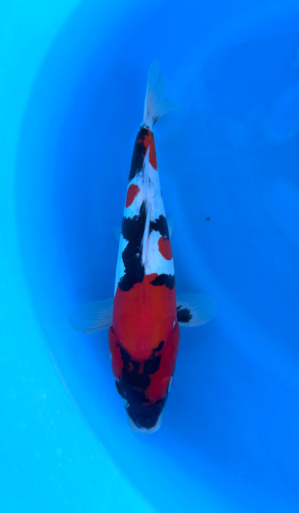 Kase - Nisai - Doitsu Showa - KOI-7262168