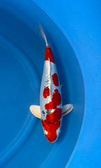 Yamatonishiki (33-36cm)