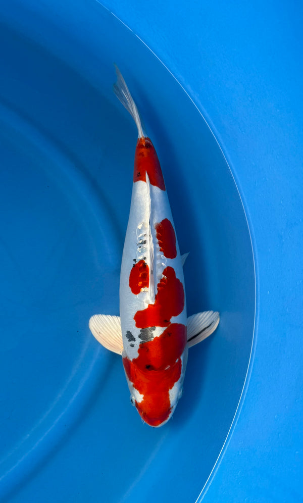 Kase - Nisai - Yamatonishiki - KOI-7262172