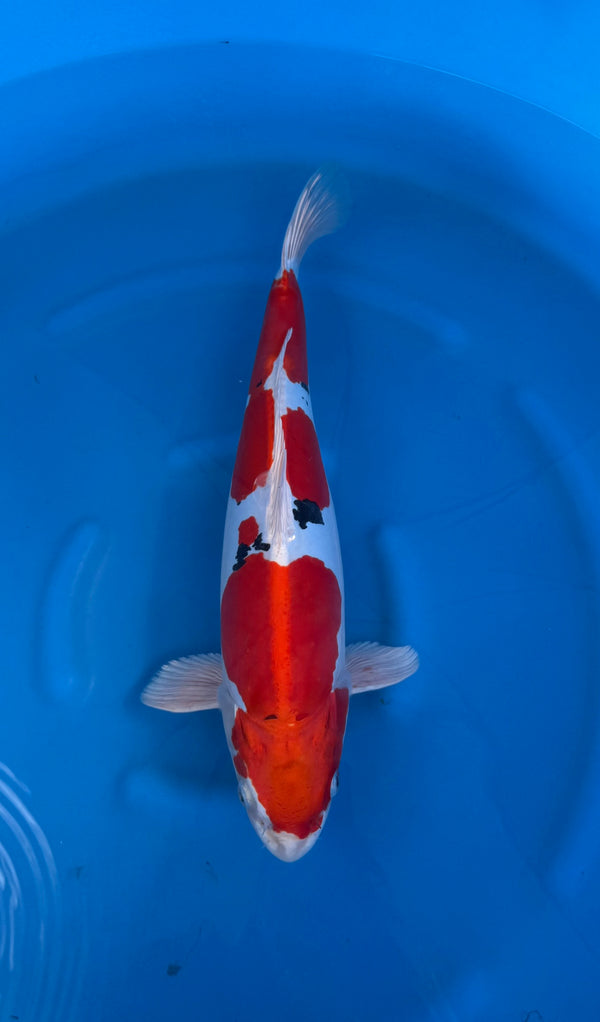 Kase - Nisai - Yamatonishiki - Female - KOI-7262280