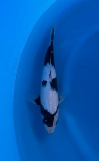 Shiro Utsuri (33-36cm)