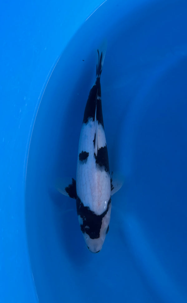 Kase - Nisai - Shiro Utsuri - KOI-7262300