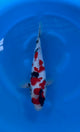 Kindai Showa (33-36cm)