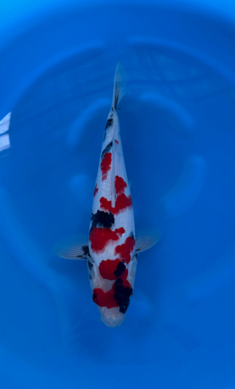 Kase - Nisai - Kindai Showa - KOI-7262323, Koi bij Vijvercentrum