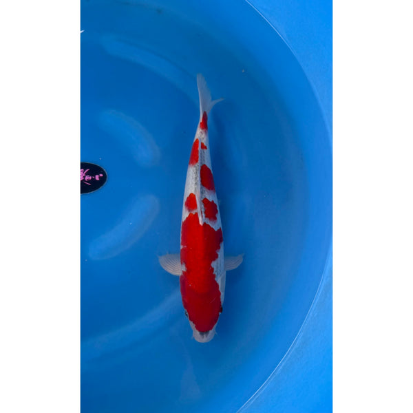 Koi (KOI-7262324) - KOI Center Venlo