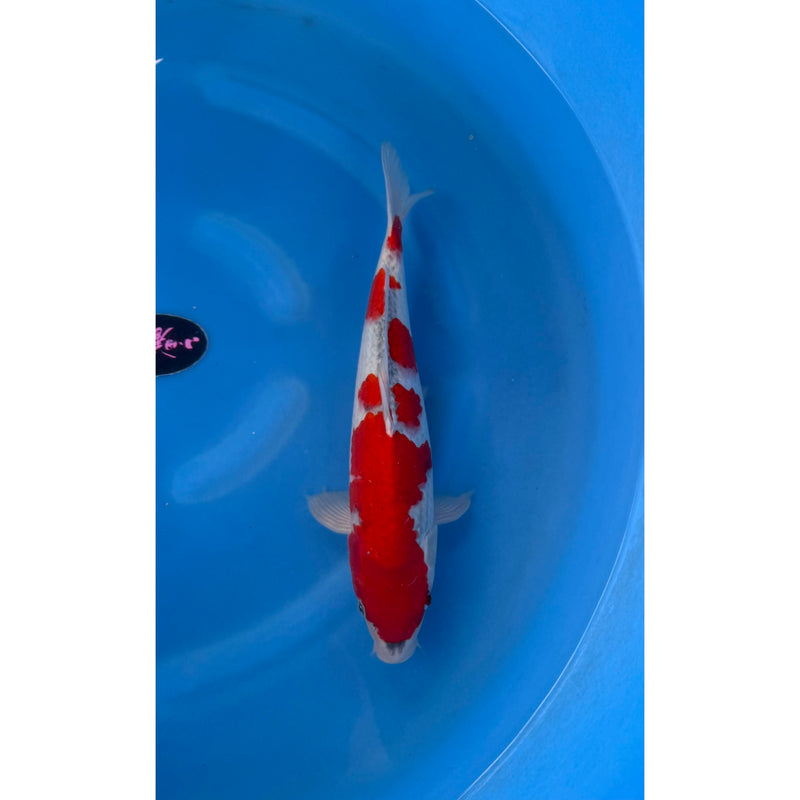 Koi (KOI-7262324) - KOI Center Venlo, Koi bij Vijvercentrum