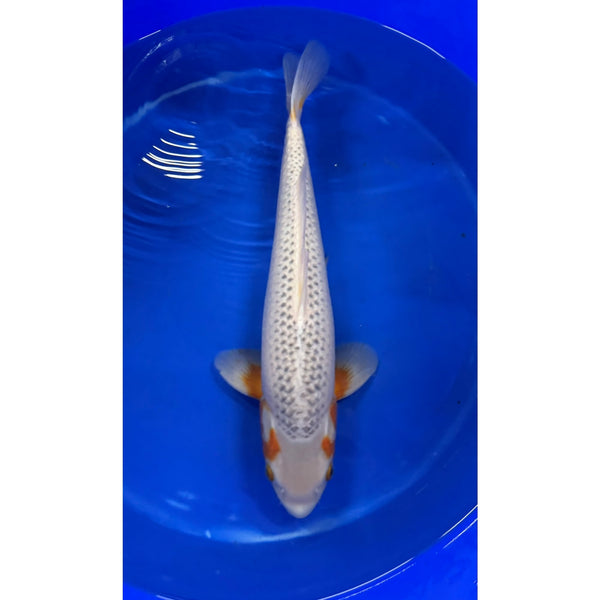 Koi (KOI-7262373) - KOI Center Venlo