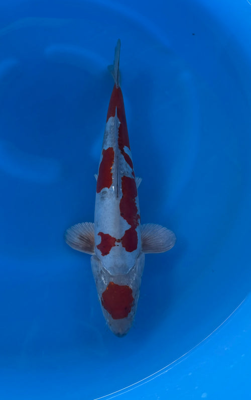 Maruten Doitsu Ochiba (33-36cm)